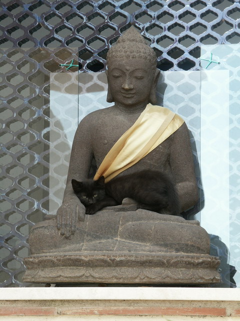 Buddha, cat